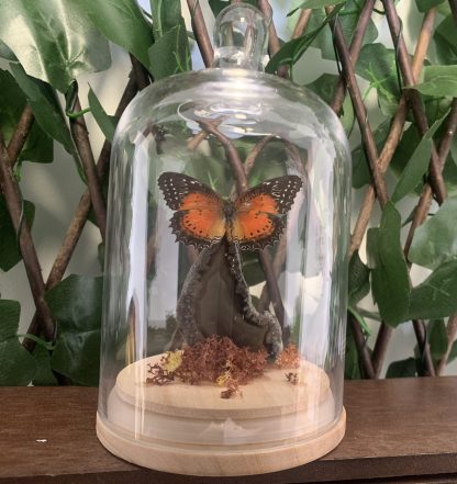 Bell Dome - Cethosia biblis (Red Lacewing)