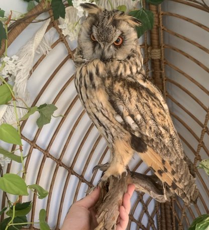 Long-eared Owl - Image 4