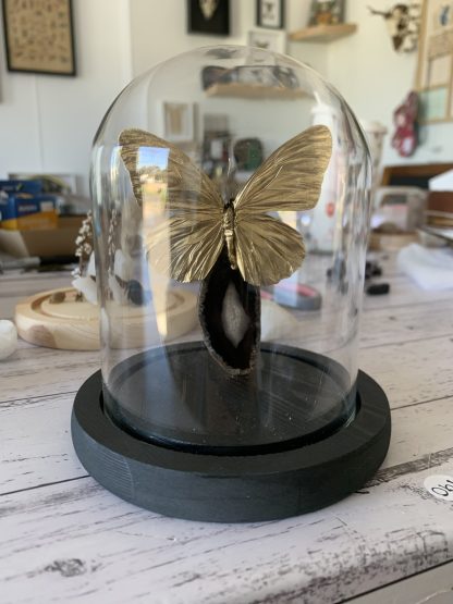 Gold Touched Butterfly