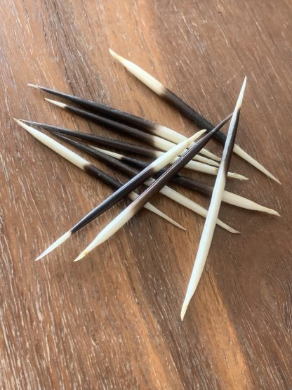 Porcupine Quill x1