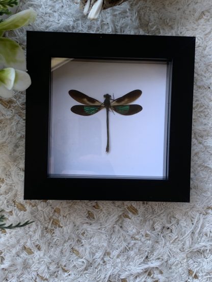 Frame - Euphaea Variegata (Sundanese Gossamerwing)