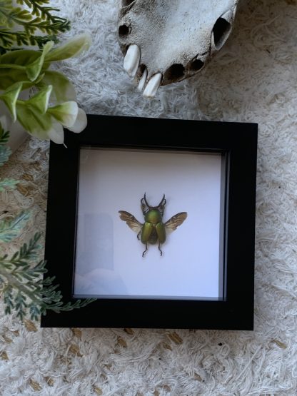 Frame - Amprima Adolphinae (Stag Beetle)